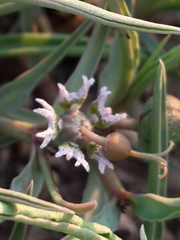 Euphorbia pseudotuberosa