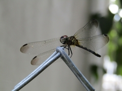 Dythemis sterilis