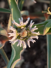 Euphorbia pseudotuberosa