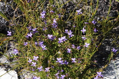 Viola decumbens decumbens