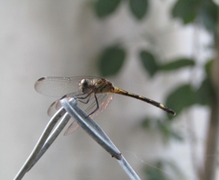 Dythemis sterilis