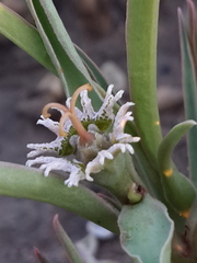 Euphorbia pseudotuberosa