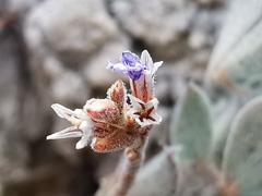 Limonium cordatum