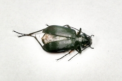 Calosoma angulatum