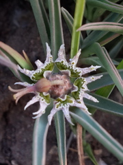 Euphorbia pseudotuberosa