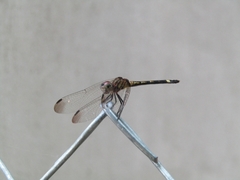 Dythemis sterilis