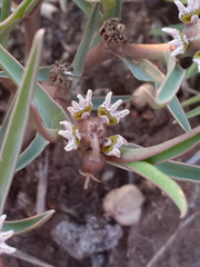 Euphorbia pseudotuberosa