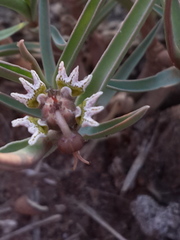 Euphorbia pseudotuberosa