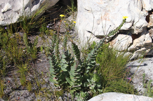Image of Osteospermum rotundifolium by (c) Tony Rebelo, some rights reserved (CC BY-SA)