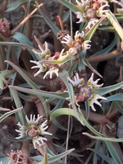 Euphorbia pseudotuberosa
