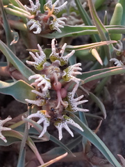 Euphorbia pseudotuberosa