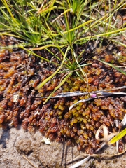 Sphagnum cyclophyllum
