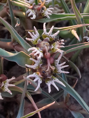 Euphorbia pseudotuberosa