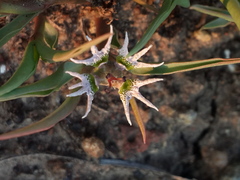 Euphorbia pseudotuberosa