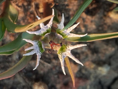 Euphorbia pseudotuberosa