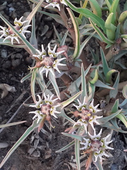 Euphorbia pseudotuberosa
