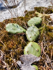 Opuntia mesacantha
