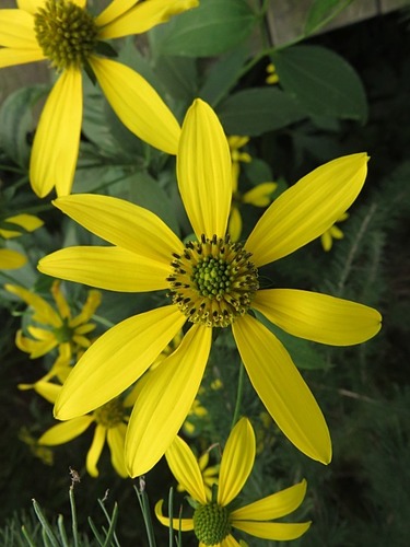 Rudbeckia laciniata var. laciniata