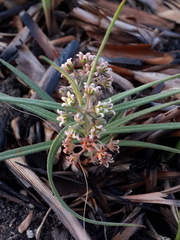 Stenostelma umbelluliferum