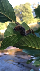 Acronicta hastulifera