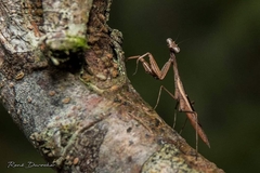Callimantis antillarum
