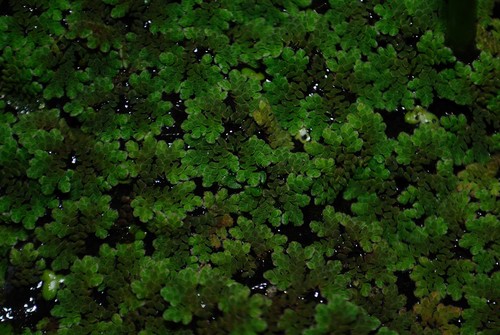 Image of Azolla Cristata (Azolla cristata) by (c) Zihao Wang, some rights reserved (CC BY)