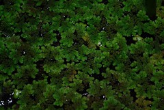 Azolla cristata