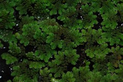 Azolla cristata