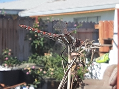 Sympetrum corruptum