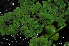 Azolla cristata