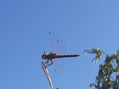 Sympetrum corruptum