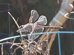 Sympetrum corruptum
