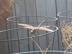 Sympetrum corruptum