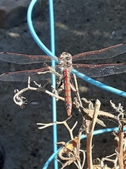 Sympetrum corruptum