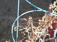 Sympetrum corruptum