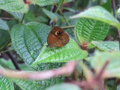 Mycalesis patnia