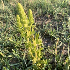 Alectra sessiliflora