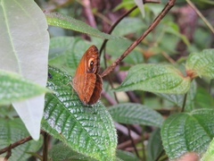 Mycalesis patnia