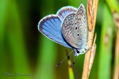 Hemiargus