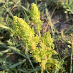 Alectra sessiliflora