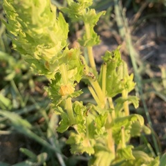 Alectra sessiliflora