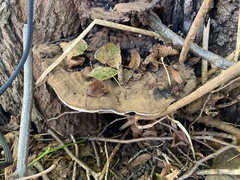 Ganoderma applanatum