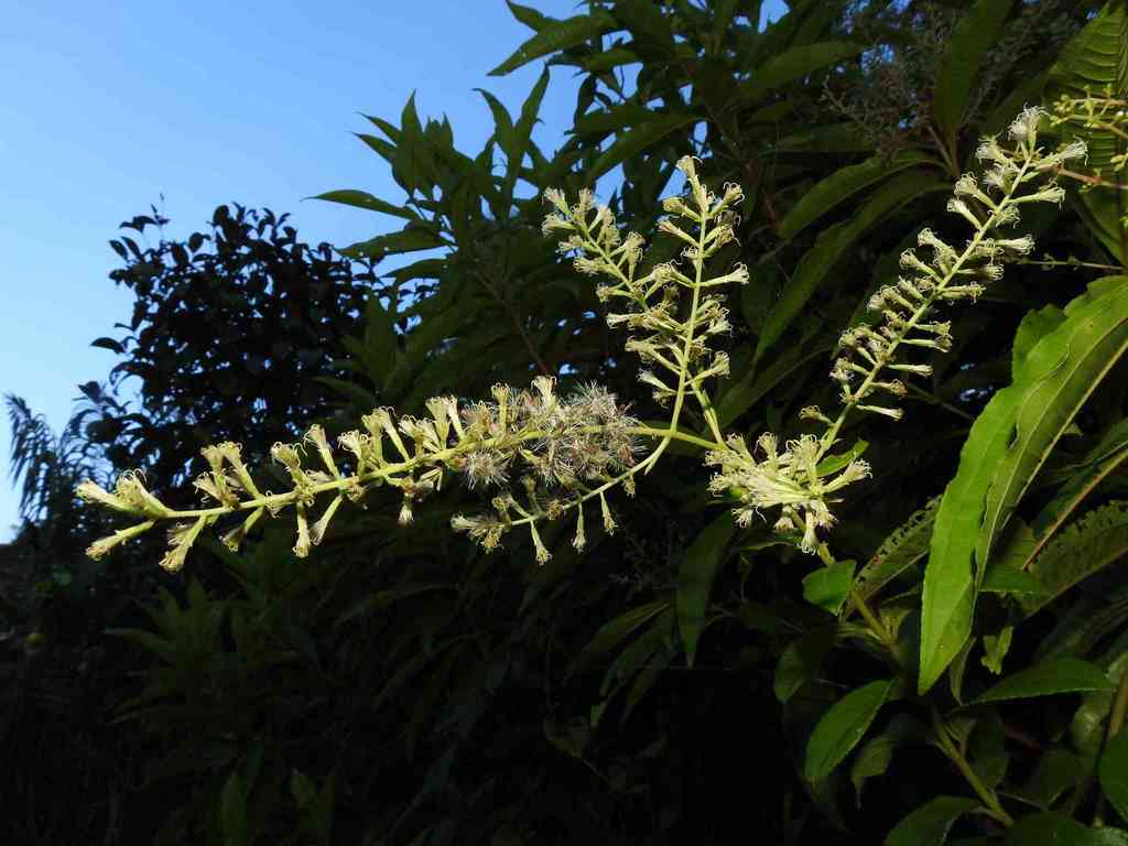 Mikania psilostachya