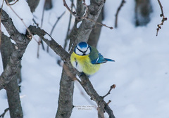 Cyanistes caeruleus