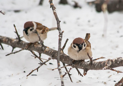 Passer montanus