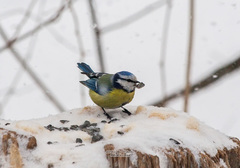 Cyanistes caeruleus