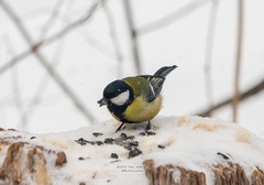 Parus major