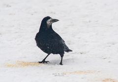 Corvus frugilegus