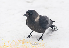 Corvus monedula