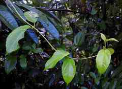 Mikania psilostachya